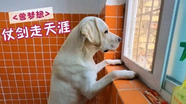 赢盈配资 狗狗为啥总爱看窗外？养狗久了才知是这些原因！